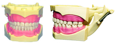 DENTAL MODEL STUDENT, Typodent Colombia/Columbia - Click Image to Close