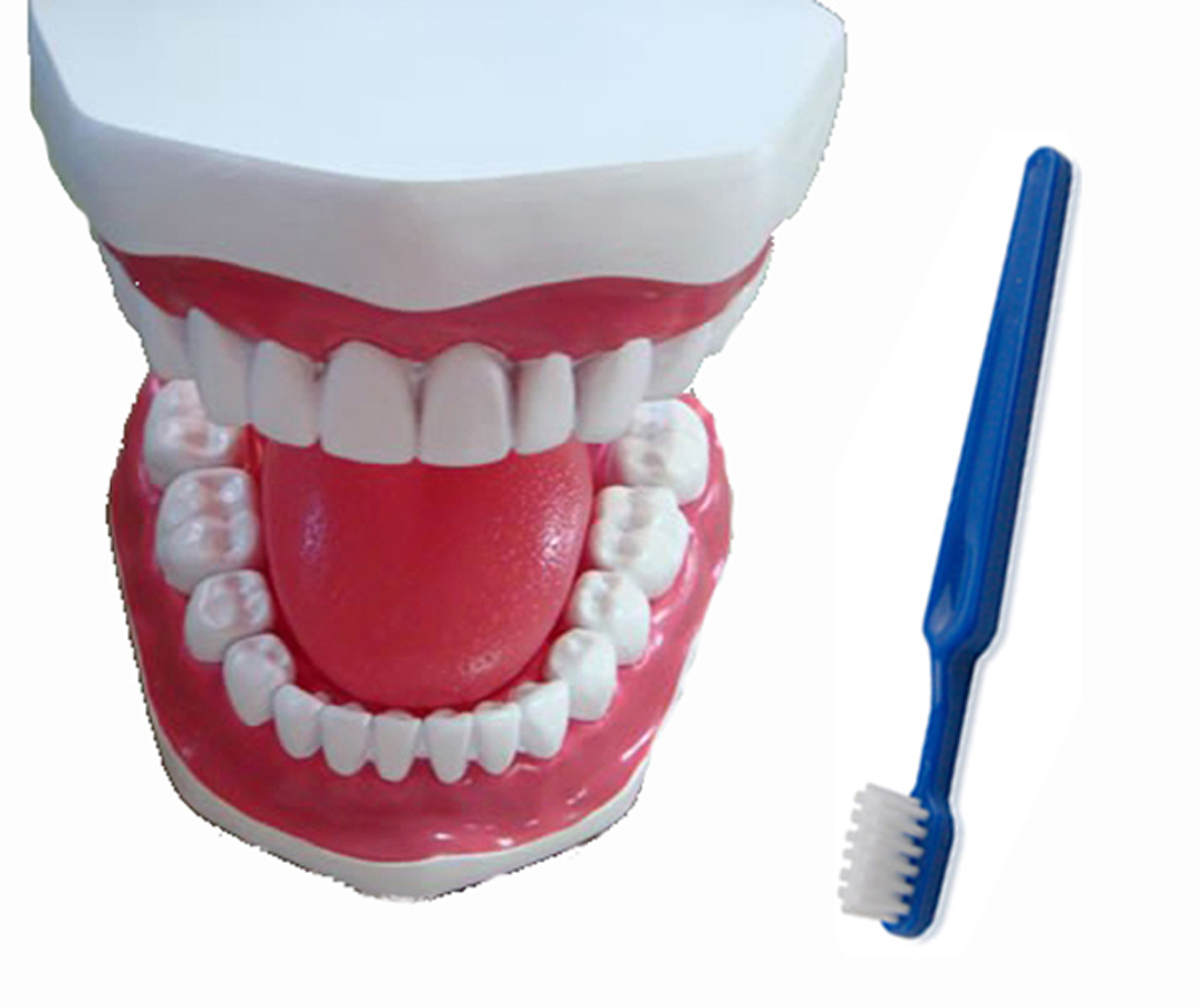 TOOTH BRUSH DEMO MODEL - Click Image to Close